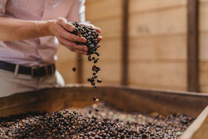 Costa Ricaanse koffieplantage en de Poas-vulkaan gezien vanuit San José
