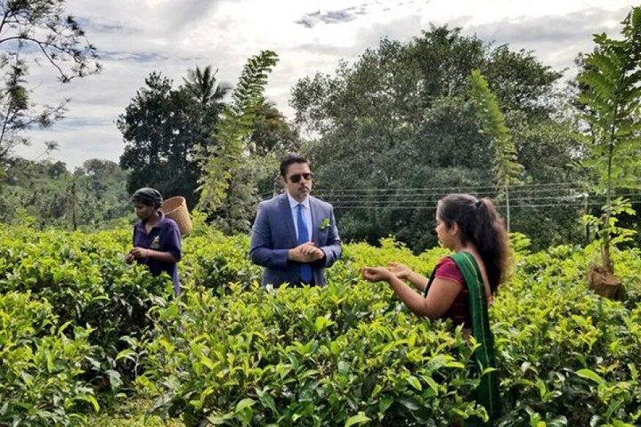 Visite privée d'une journée de Kandy à Nuwara Eliya avec visite d'une usine de thé