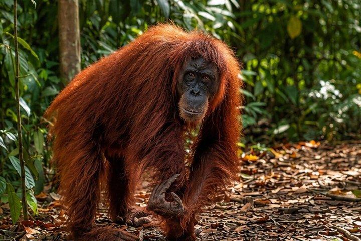 Sumatra : 2 - Tages-Orang-Utan-Trekking und Fluss-Tubing-Tour