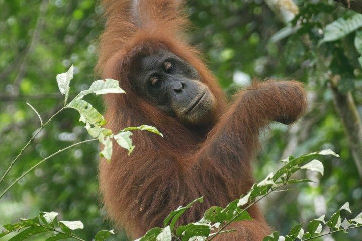 スマトラ島 : 2 - オランウータントレッキングとリバーチューブツアー