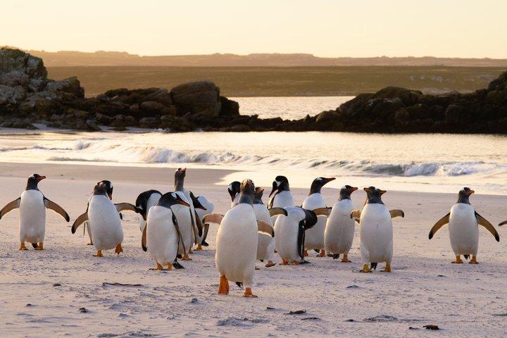 Falkland Islands Gentoo Penguin Colony Tour