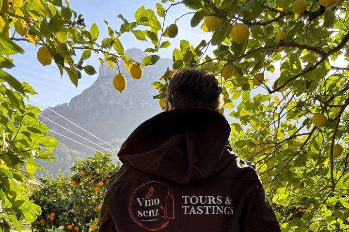 Private Tour Mallorca's West Coast and Orange Valley