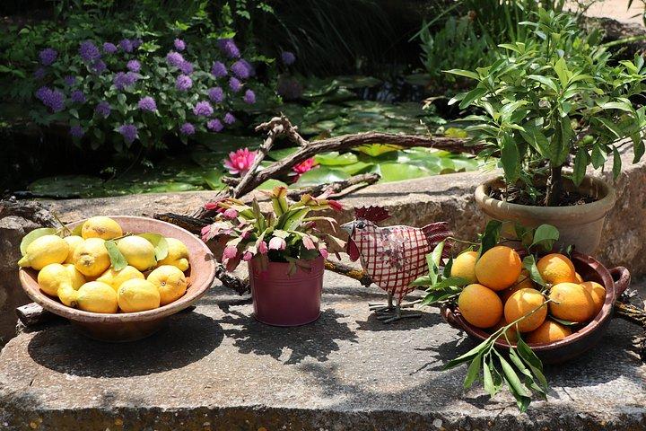 Private Tour Mallorca's West Coast and Orange Valley