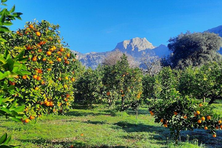 Private Tour Mallorca's West Coast and Orange Valley