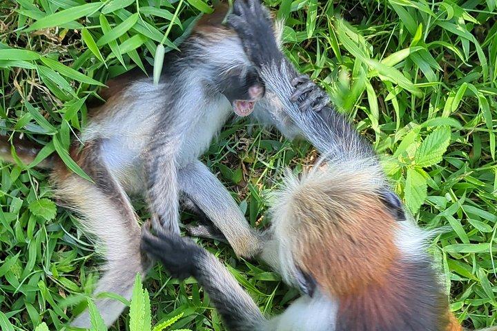 Explore Zanzibar with Jozani Red Colobus Monkey and Turtle Swim