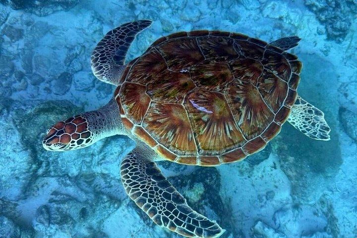 Explore Zanzibar with Jozani Red Colobus Monkey and Turtle Swim