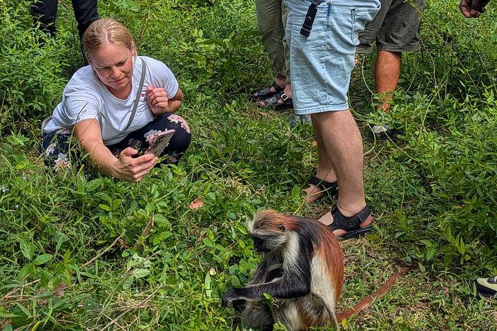 Explore Zanzibar with Jozani Red Colobus Monkey and Turtle Swim