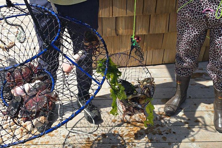 Crabbing Adventure at Tomales Bay