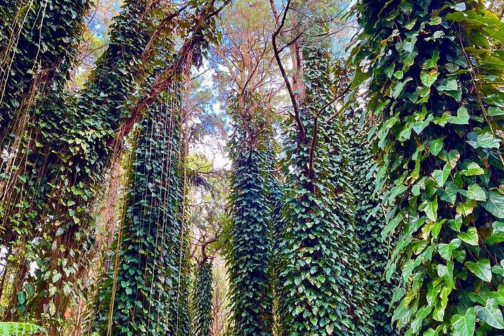 Guided Tropical Forest Therapy Walk in Mauritius