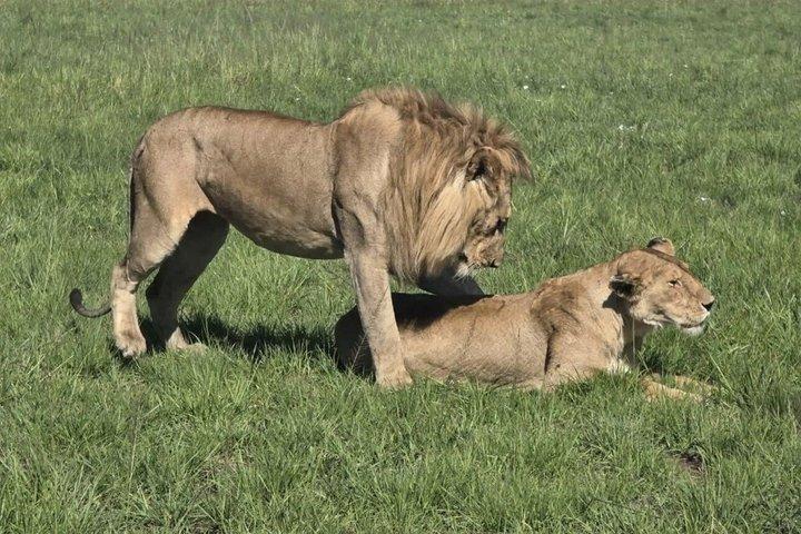 ナイロビ発アンボセリ国立公園3日間サファリ