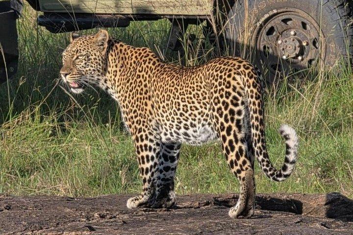 ナイロビ発アンボセリ国立公園3日間サファリ