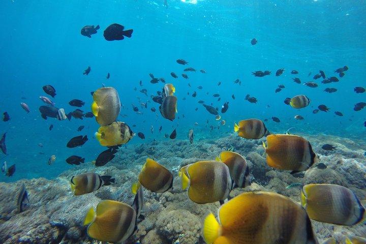 Escursioni subacquee e snorkeling Nusa Penida by Penidago