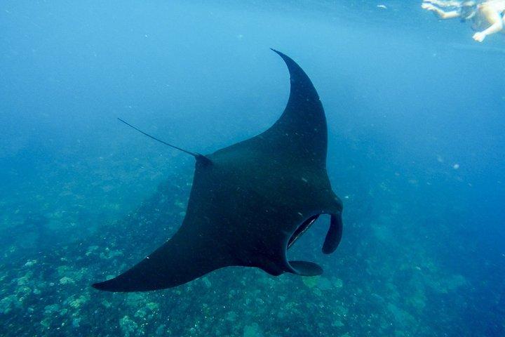 Escursioni subacquee e snorkeling Nusa Penida by Penidago