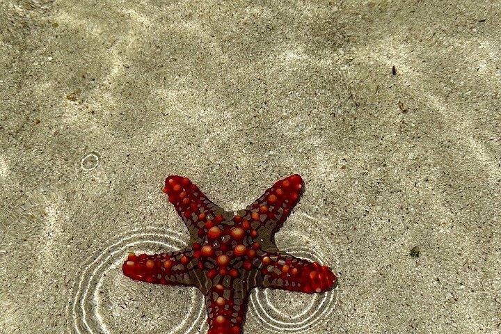 ケニアサファリと海岸エスケープアンボセリディアニビーチアドベンチャー