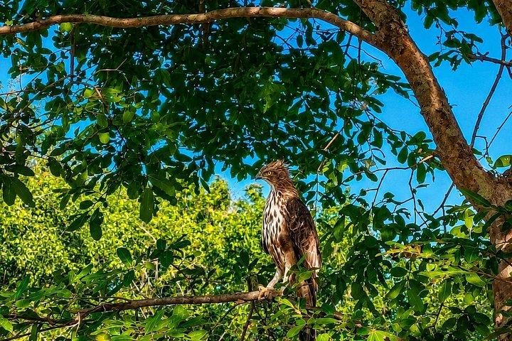 ミンネリア国立公園 プライベート象野生動物サファリ