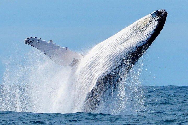 noosa qldでユニークなホエールソングスヌーサホエールウォッチング体験