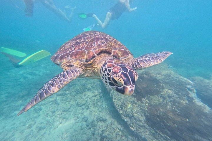 Avventura di snorkeling privato a Mirissa con GoPro e trasferimenti
