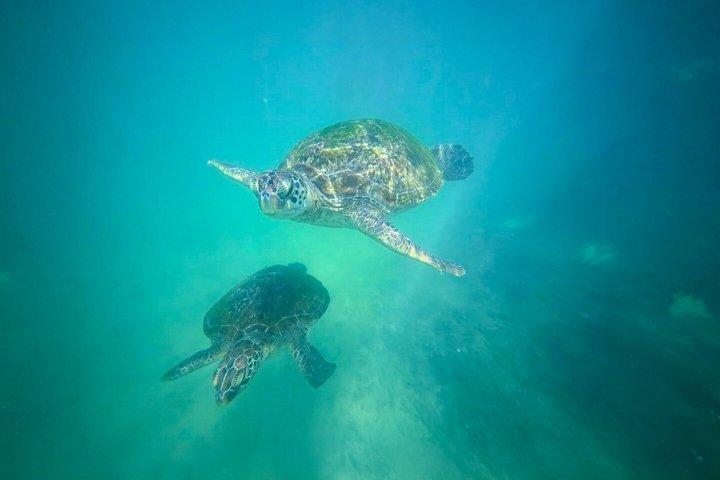 GoProと送迎付きミリッサでのプライベートシュノーケリングアドベンチャー