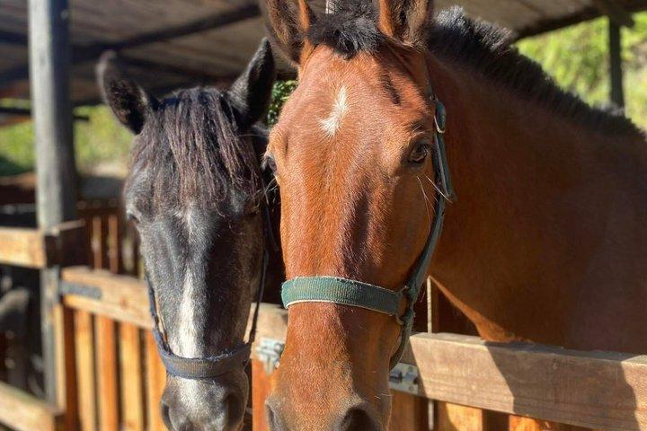 Horseback Ride in Punta Cana with Macao Coast Views