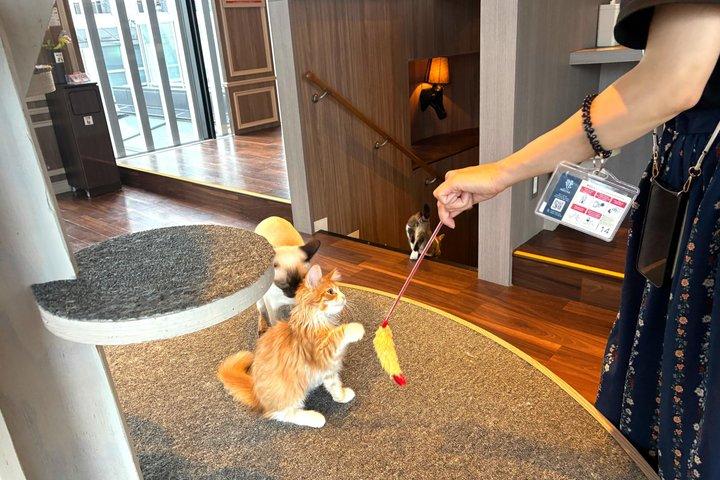 東京：渋谷ハチ公、猫カフェ＆五反田の招き猫寺