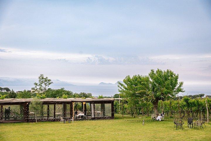 ナポリ発ポンペイツアーとヴェスヴィオワインテイスティング日帰り旅行