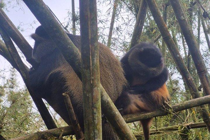 Golden Monkey Trekking in Volcano National Park
