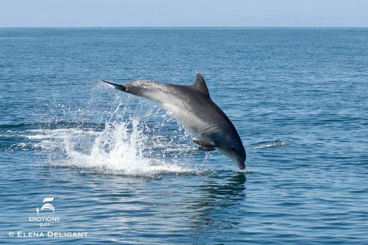 ポルティマン：ベナジル洞窟とイルカ • 海洋生物学者が同行