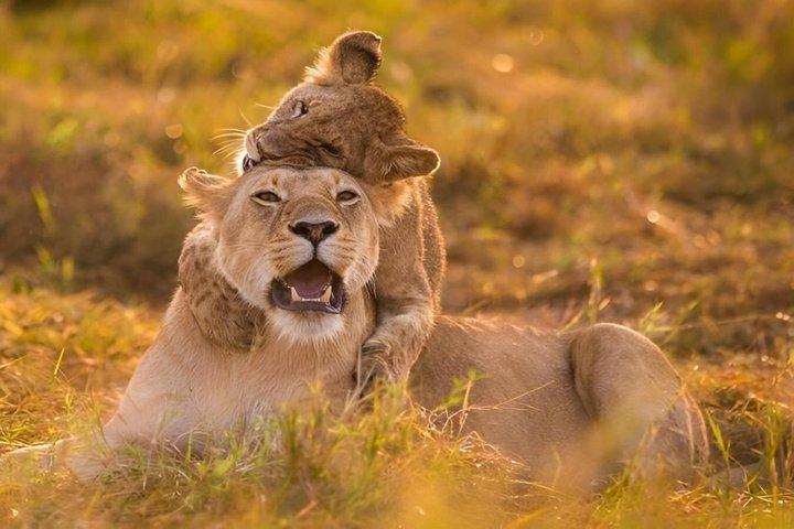 2 jours de safari en groupe Masai Mara en Jeep 4 roues motrices au départ de Nairobi