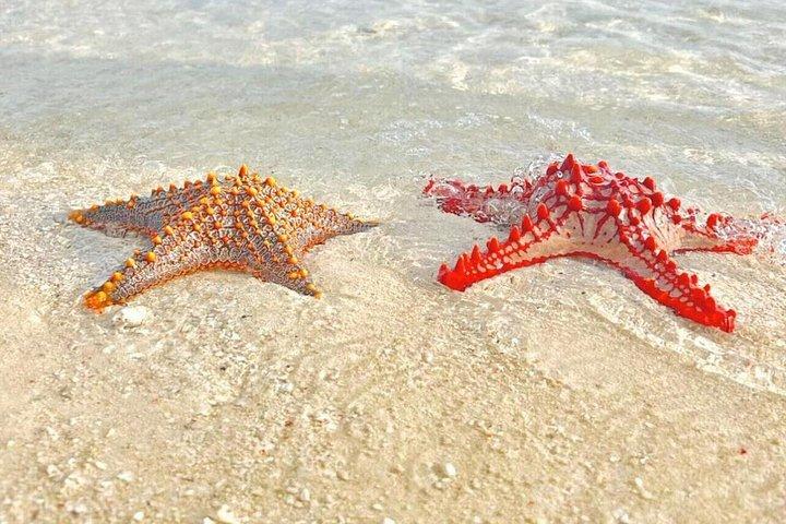 終日プライベートストーンタウン、スパイスファーム＆プリズンアイランド＋ランチ