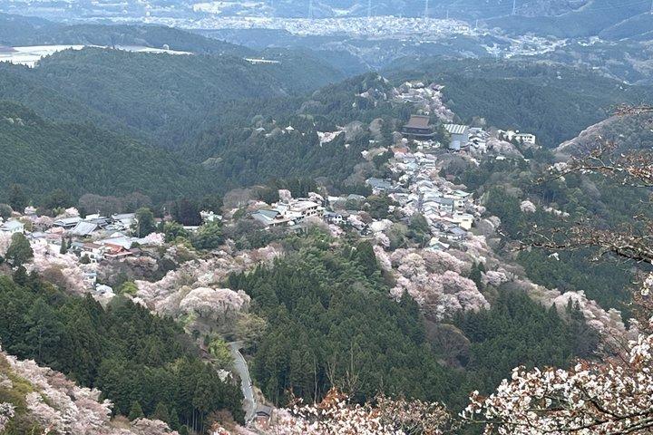ソメイノ桜ハイキングとユネスコ世界遺産を巡るプライベートツアー