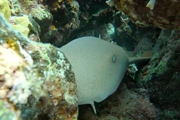 コスメル島のエル・シエロビーチでのシュノーケリングツアー（グループ参加）