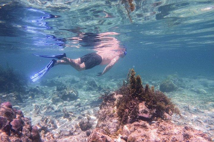 1 dag Wasini snorkeltur