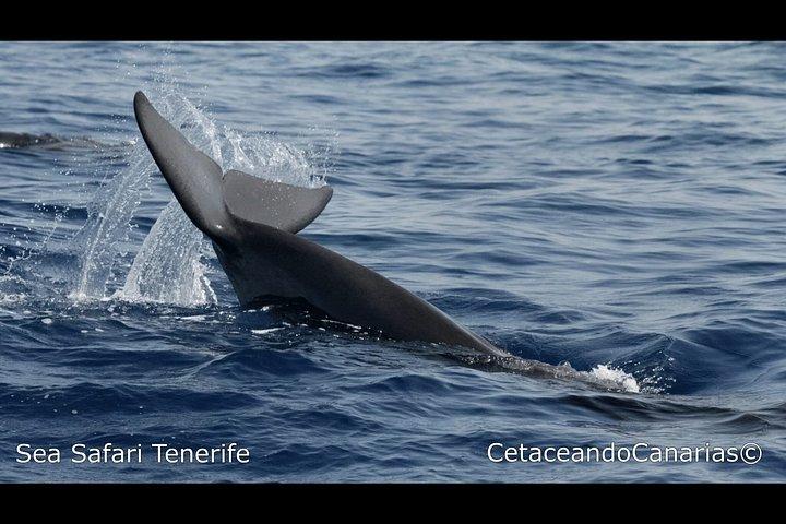 シーサファリ、イルカ、クジラ、シュノーケリング、スナックとドリンク、2時間のスピードボート
