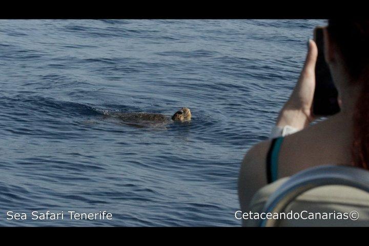 シーサファリ、イルカ、クジラ、シュノーケリング、スナックとドリンク、2時間のスピードボート