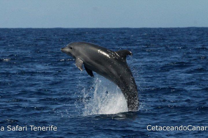 シーサファリ、イルカ、クジラ、シュノーケリング、スナックとドリンク、2時間のスピードボート