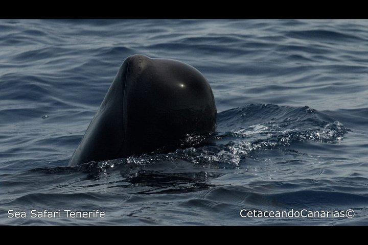 シーサファリ、イルカ、クジラ、シュノーケリング、スナックとドリンク、2時間のスピードボート