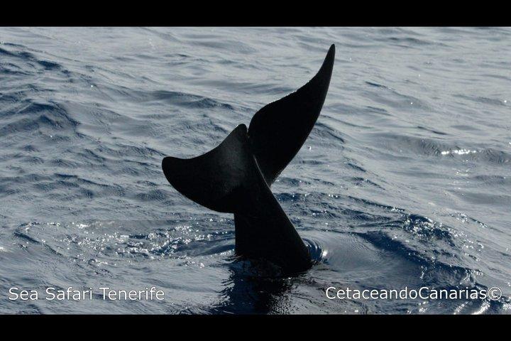 シーサファリ、イルカ、クジラ、シュノーケリング、スナックとドリンク、2時間のスピードボート
