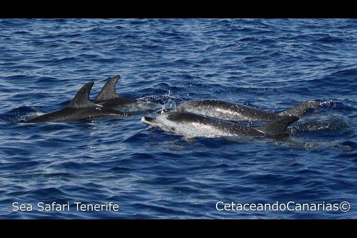 シーサファリ、イルカ、クジラ、シュノーケリング、スナックとドリンク、2時間のスピードボート