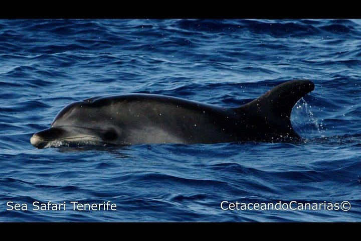 シーサファリ、イルカ、クジラ、シュノーケリング、スナックとドリンク、2時間のスピードボート