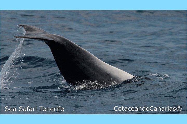 シーサファリ、イルカ、クジラ、シュノーケリング、スナックとドリンク、2時間のスピードボート