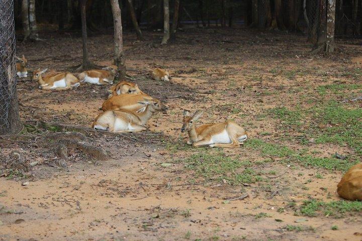 ビンパールサファリフーコックサファリバスと野生動物アドベンチャー