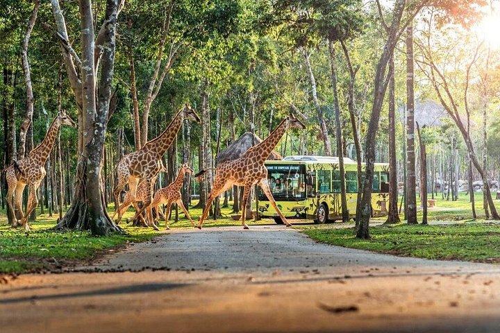 ビンパールサファリフーコックサファリバスと野生動物アドベンチャー