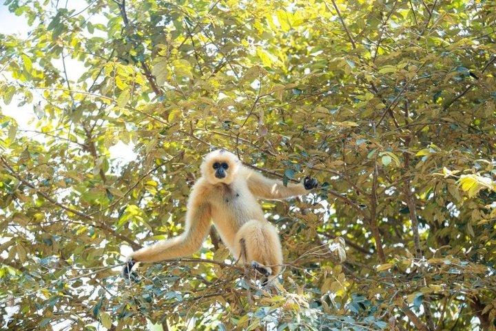 ビンパールサファリフーコックサファリバスと野生動物アドベンチャー