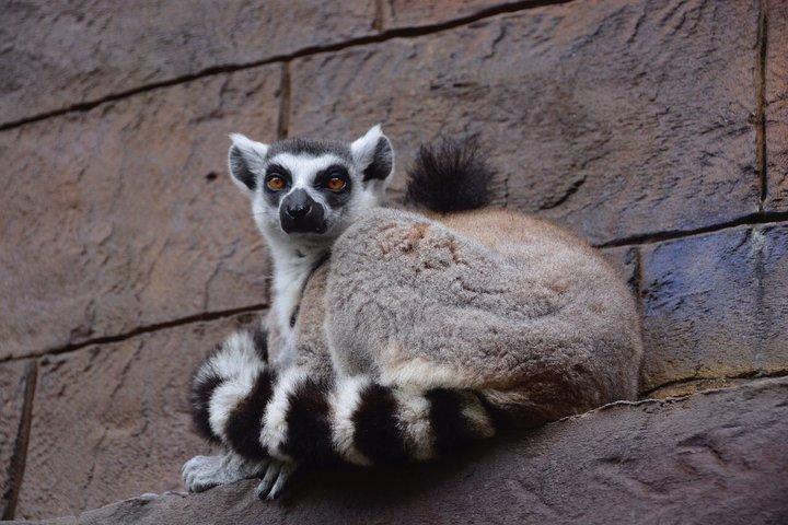 ビンパールサファリフーコックサファリバスと野生動物アドベンチャー