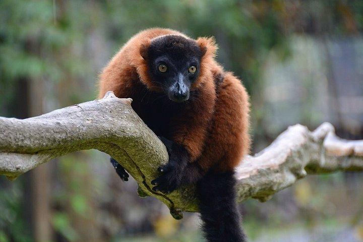 ビンパールサファリフーコックサファリバスと野生動物アドベンチャー