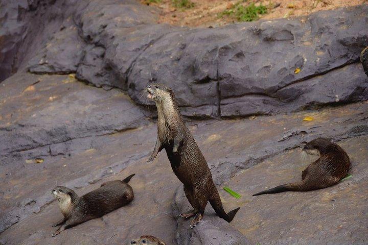 ビンパールサファリフーコックサファリバスと野生動物アドベンチャー