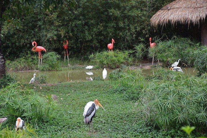 ビンパールサファリフーコックサファリバスと野生動物アドベンチャー