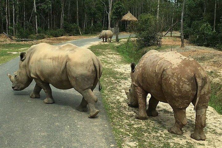 ビンパールサファリフーコックサファリバスと野生動物アドベンチャー