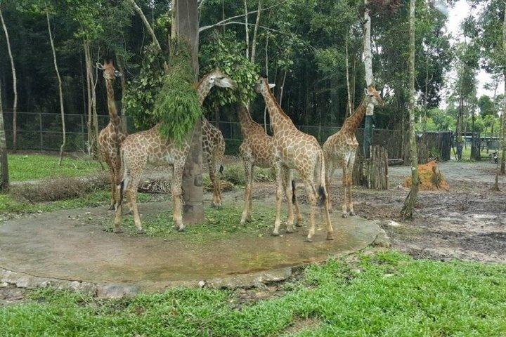 ビンパールサファリフーコックサファリバスと野生動物アドベンチャー