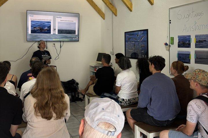 Biolog guidet delfin ser safari
